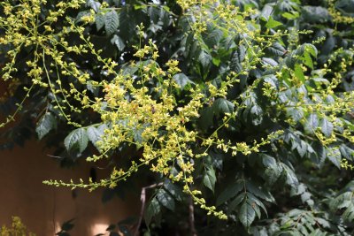 Koelreuteria paniculata - svitel latnatý - květenství01